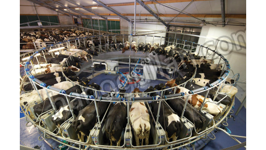 Rotary (Carousel) Milking Systems