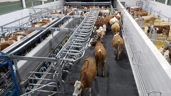Parallel Quick Exit Milking Systems