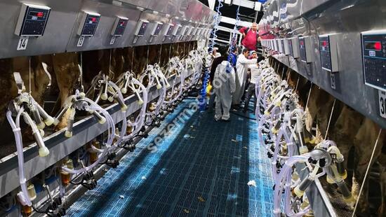 Parallel Quick Exit Milking Systems