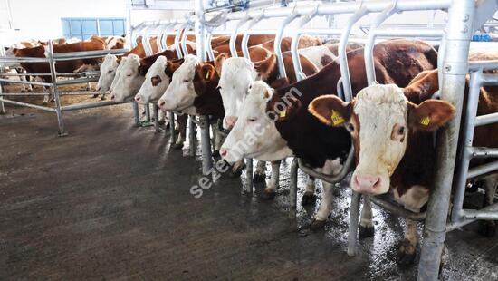 Parallel Quick Exit Milking Systems