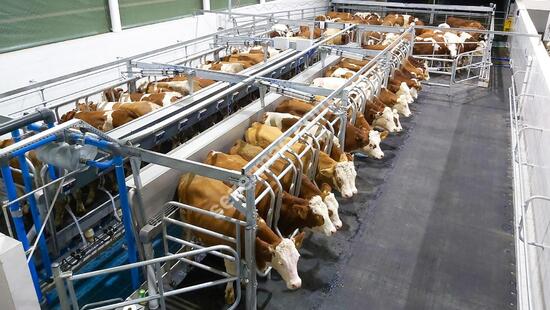 Parallel Quick Exit Milking Systems