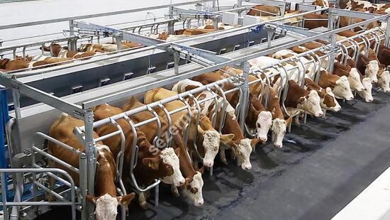 Parallel Quick Exit Milking Systems