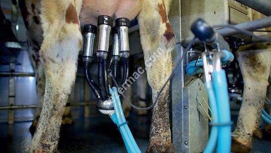 Rotary (Carousel) Milking Systems