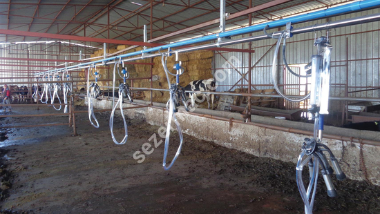 Behind Lock Milking System