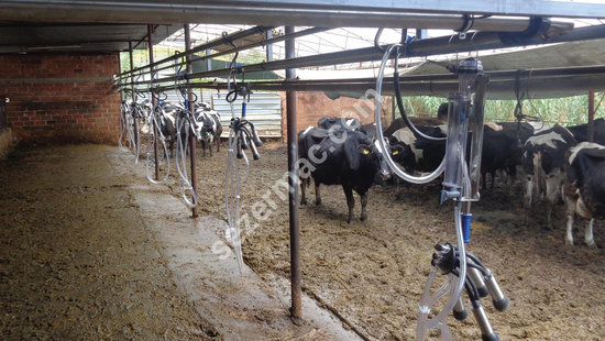 Behind Lock Milking System