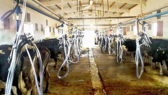 Behind Lock Milking System