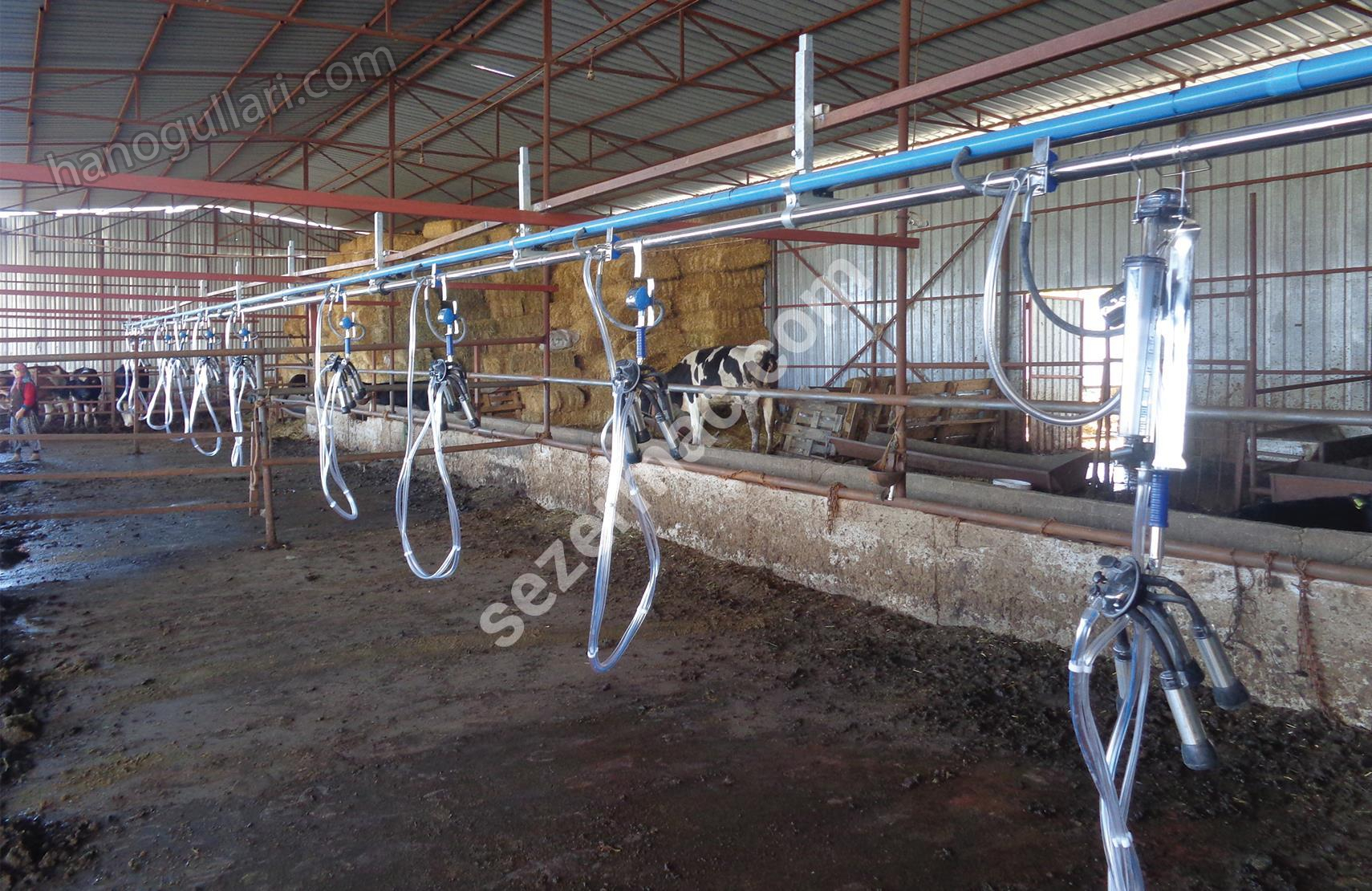 Behind Lock Milking System - Hanogullari