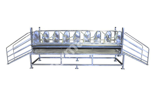Ovine Milking Ramp