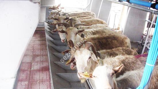 Sequential Output Milking Systems