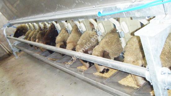 Sequential Output Milking Systems